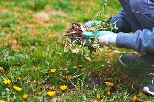 &Eacute;liminer les mauvaises herbes
