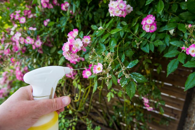 Une personne en train de pulv&eacute;riser une solution sur des plantes