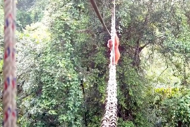 Capture d'&eacute;cran montrant l'orang-outan en train de traverser la passerelle dans la province de Sumatra du Nord 