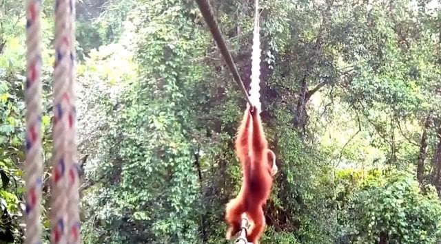 Capture d'&eacute;cran montrant l'orang-outan en train de traverser la passerelle dans la province de Sumatra du Nord 