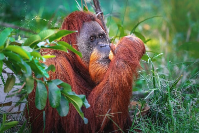 Orang-outan de Sumatra