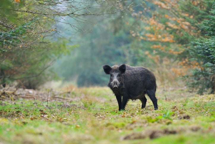 Un sanglier