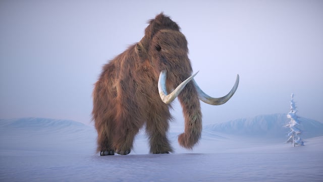 Un mammouth laineux 