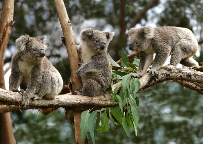 Des koalas