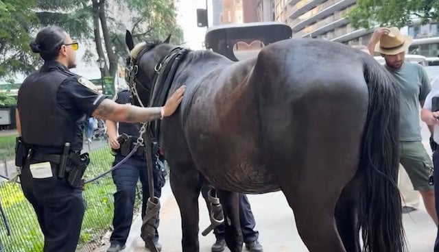 Photo montrant un policier new-yorkais caresser un cheval 