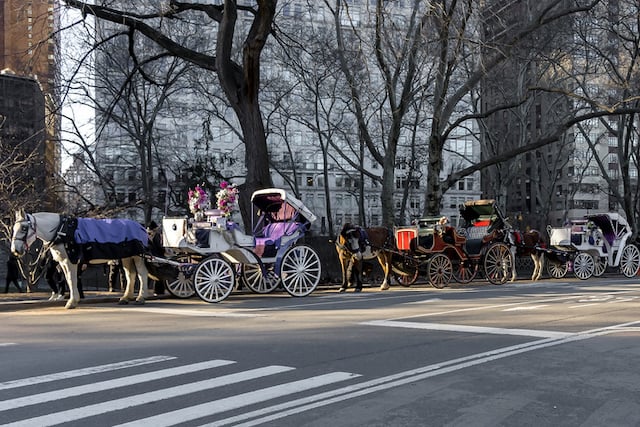 File de cal&egrave;ches tir&eacute;es par des chevaux &agrave; New York