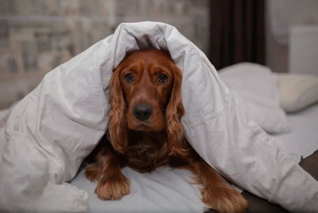 Un chien couch&eacute; dans un lit