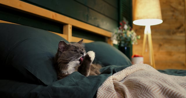 Un chat install&eacute; confortablement dans un lit
