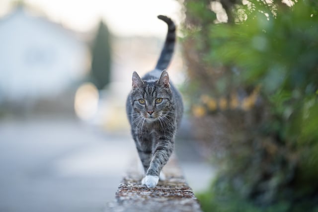 Un chat gris en train de marcher dehors