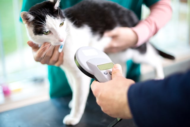 Un chat identifi&eacute; gr&acirc;ce &agrave; sa puce &eacute;lectronique