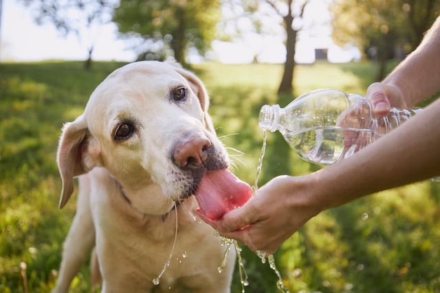 Un chien en train de boire