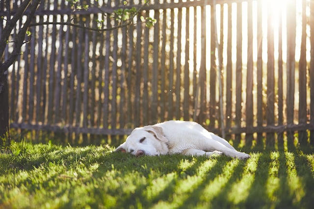Un chien allong&eacute; dehors pendant le coucher du soleil