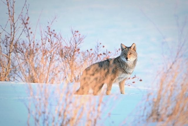 Un coyote dans son habitat naturel photographi&eacute; par Jamie Ruggles