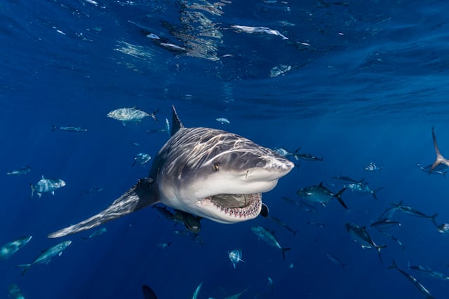 Un requin-bouledogue 