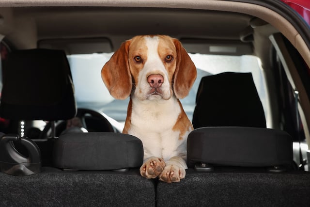 Un chien install&eacute; sur la banquette arri&egrave;re d'une voiture 