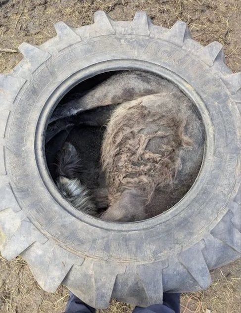 Le poney pi&eacute;ger &agrave; l'int&eacute;rieur du pneu du tracteur
