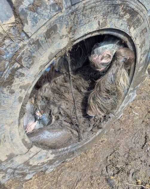 Le poney pi&eacute;ger &agrave; l'int&eacute;rieur du pneu du tracteur