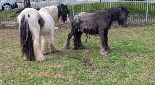 Le poney secouru (&agrave; droite) dans son pr&eacute; avec son compagnon