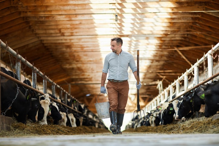 Un agriculteur au milieu des vaches