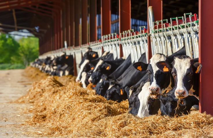 Des vaches dans une ferme