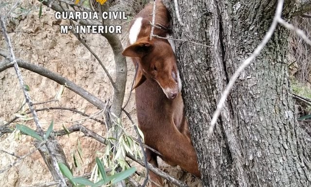 Le chien a &eacute;t&eacute; retrouv&eacute; pendu &agrave; un arbre 