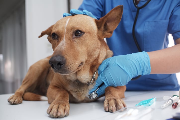 Une v&eacute;t&eacute;rinaire soignant un chien