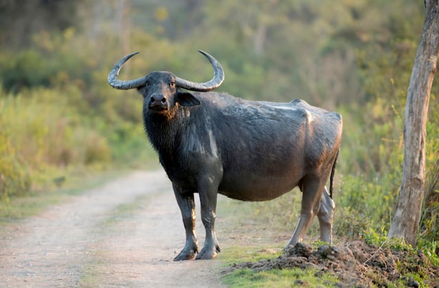 Un buffle en pleine nature