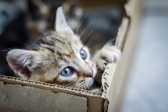 Un chaton tigr&eacute; dans une bo&icirc;te