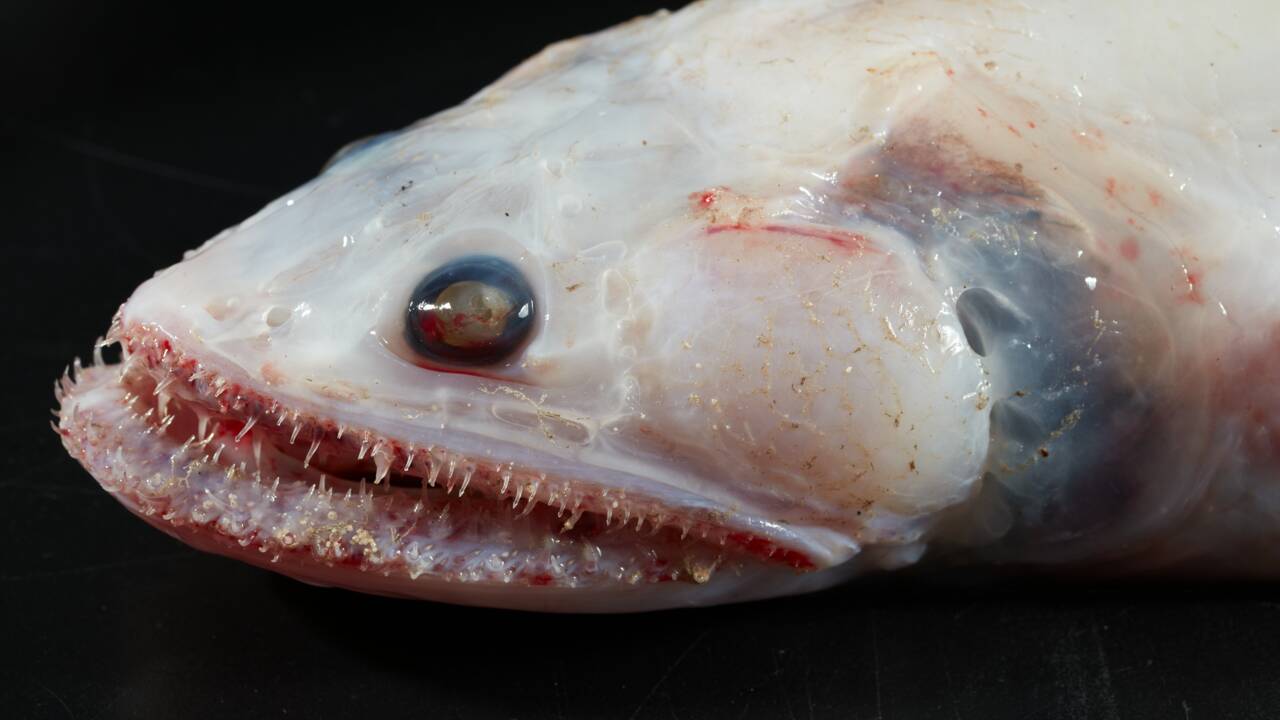Découverte d'une nouvelle espèce de poisson marin des grandes profondeurs,  Polyipnus laruei