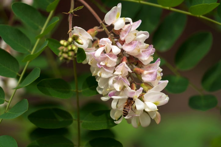 Des fleurs d'acacia