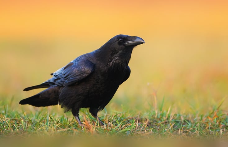 Un corbeau
