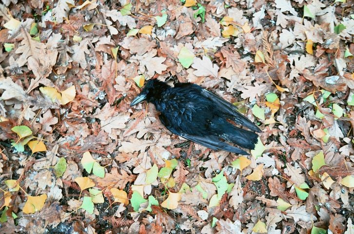 Un corbeau mort