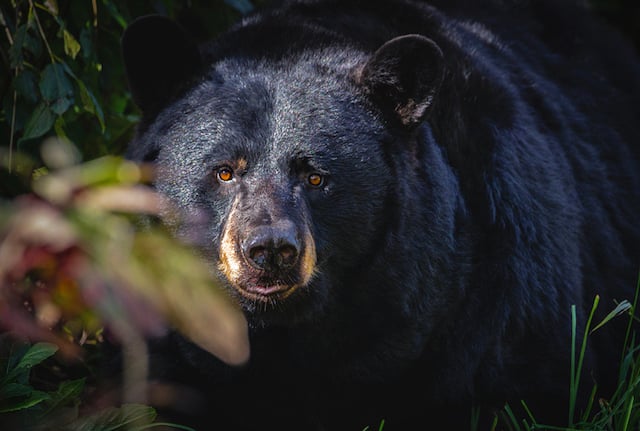 Portrait d'un ours noir