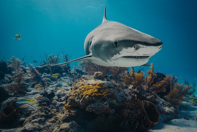 Un requin-tigre