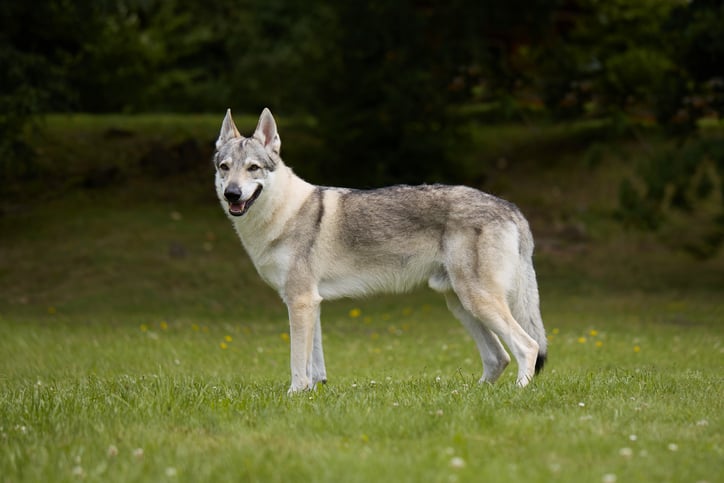 Un chien-loup tch&eacute;coslovaque