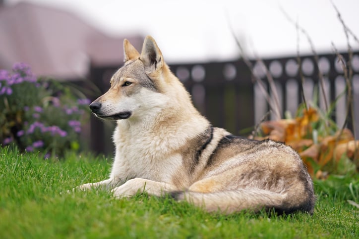 Un chien-loup tch&eacute;coslovaque