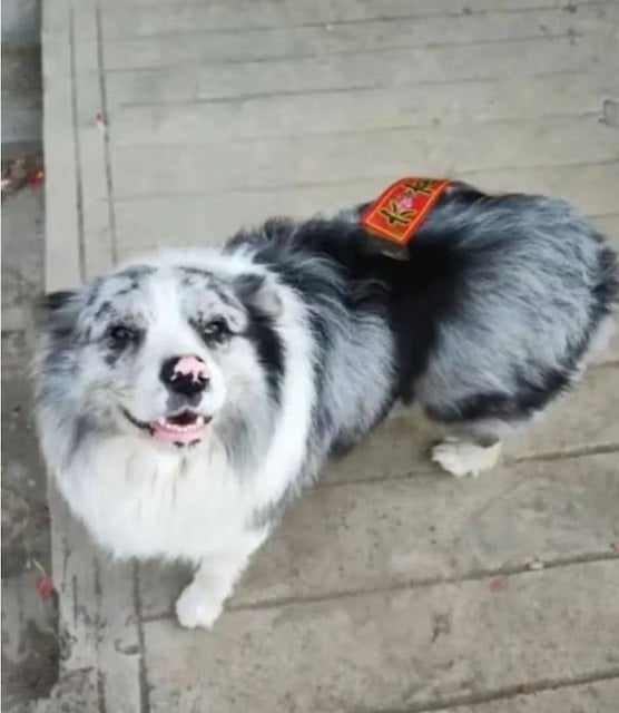 Chutou, le border collie vol&eacute;, vendu &agrave; un restaurant et mang&eacute; 