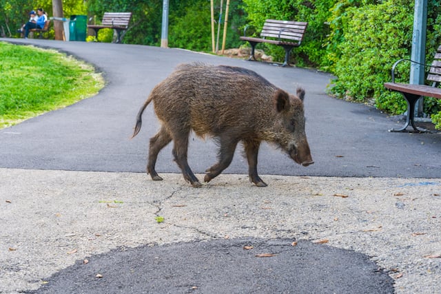 Un sanglier se promenant dans un parc public 