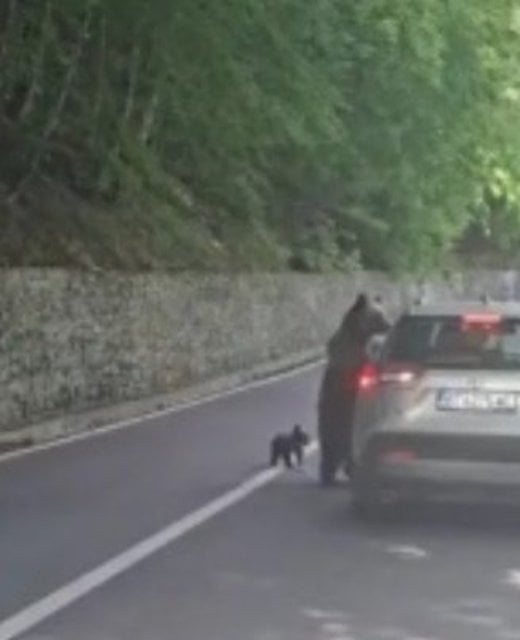 L'ourse debout pr&egrave;s du v&eacute;hicule