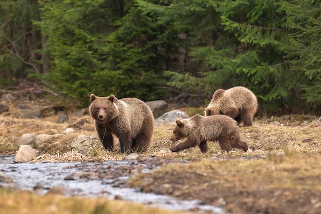 Une famille d'ours dans les Carpates