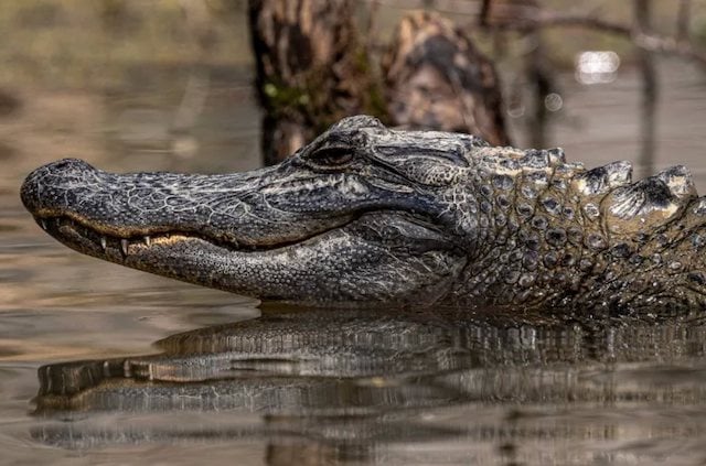 Un alligator dans un marais