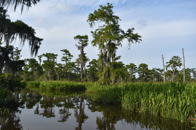 Paysage du bayou du sud de la Louisiane