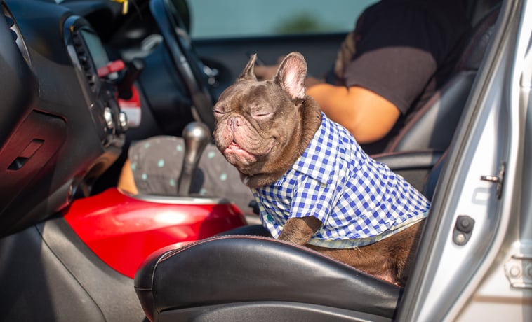 Un bouledogue dans une voiture