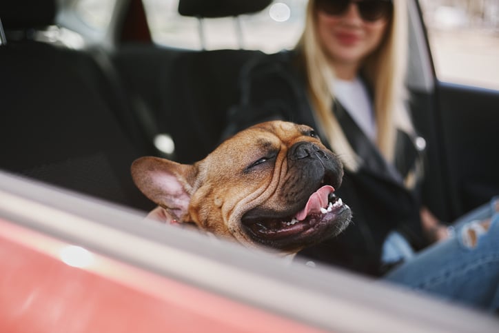 Un bouledogue dans une voiture