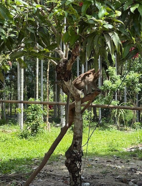 Choke, le macaque &agrave; longue queue responsable de la mort du petit gar&ccedil;on 