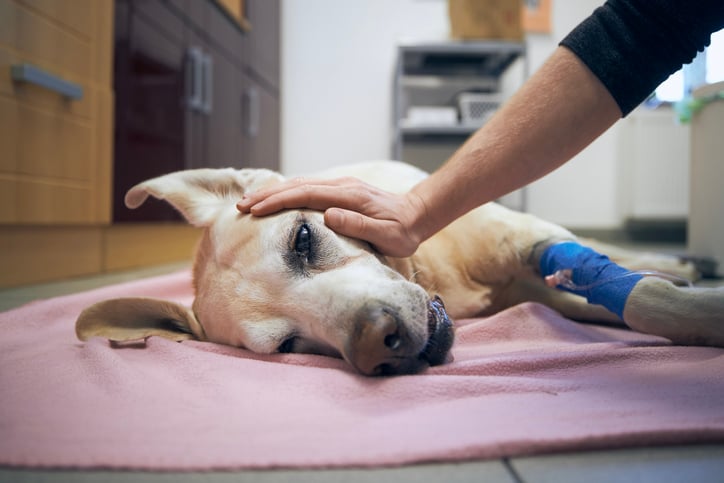 Un chien malade