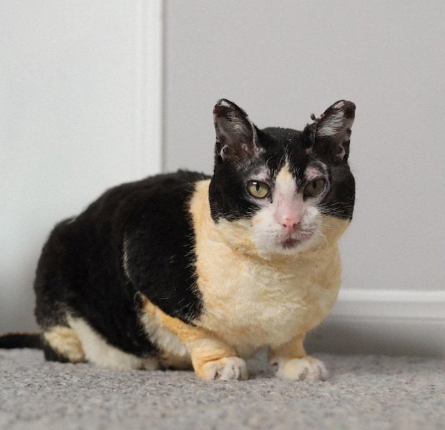 La chatte Beth apr&egrave;s avoir surv&eacute;cu &agrave; l'incendie
