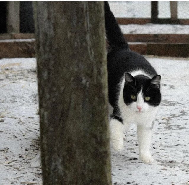 La chatte Beth avant sa transformation
