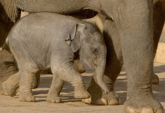 Un &eacute;l&eacute;phanteau et sa maman 