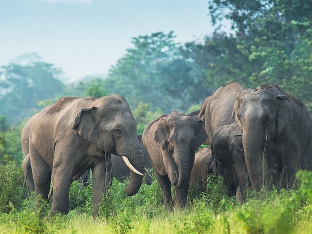 Un troupeau d'&eacute;l&eacute;phants d'Asie